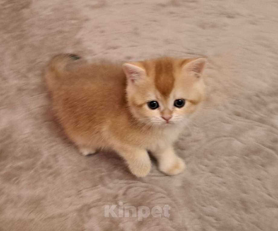 Кошки в Москве: Золотая шотландская девочка  Девочка, 40 000 руб. - фото 2