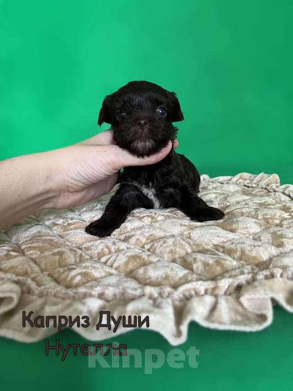Собаки в Сосновом Бору: Девочка шоко йорка Нутелла Девочка, 150 000 руб. - фото 2