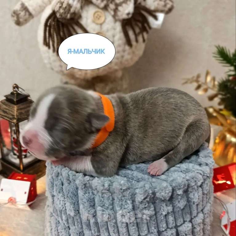 Собаки в Липецке: Голубые щенки амстафф Мальчик, 80 000 руб. - фото 10