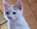 Кошки в Москве: Котенок, 2 мес., слабослышащий, очень ждет своих ЛЮДЕЙ Мальчик, Бесплатно - фото 1