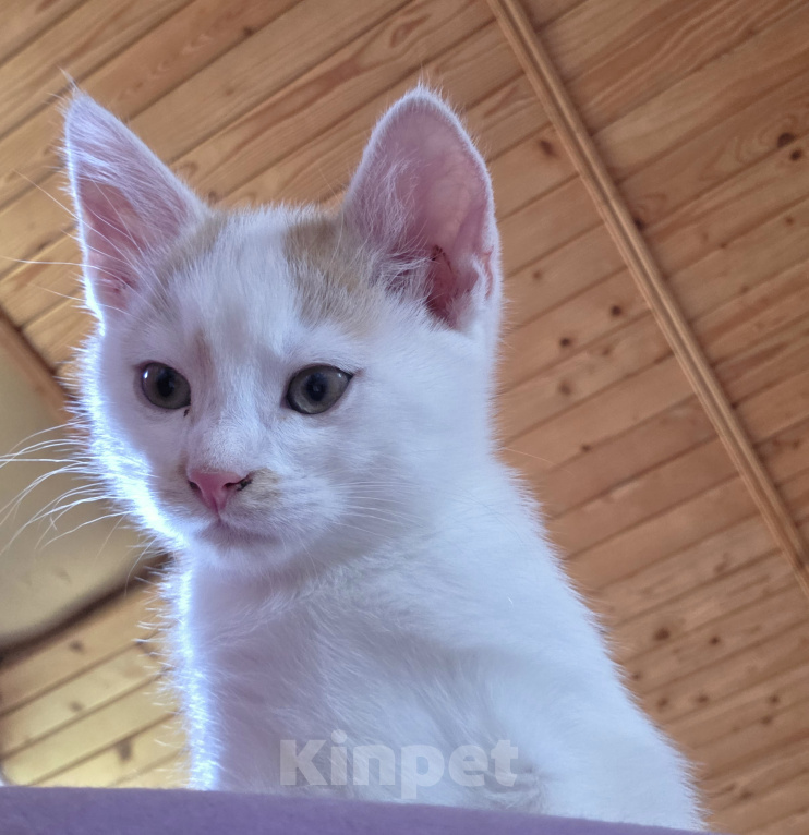 Кошки в Москве: Котенок, 2 мес., слабослышащий, очень ждет своих ЛЮДЕЙ Мальчик, Бесплатно - фото 1