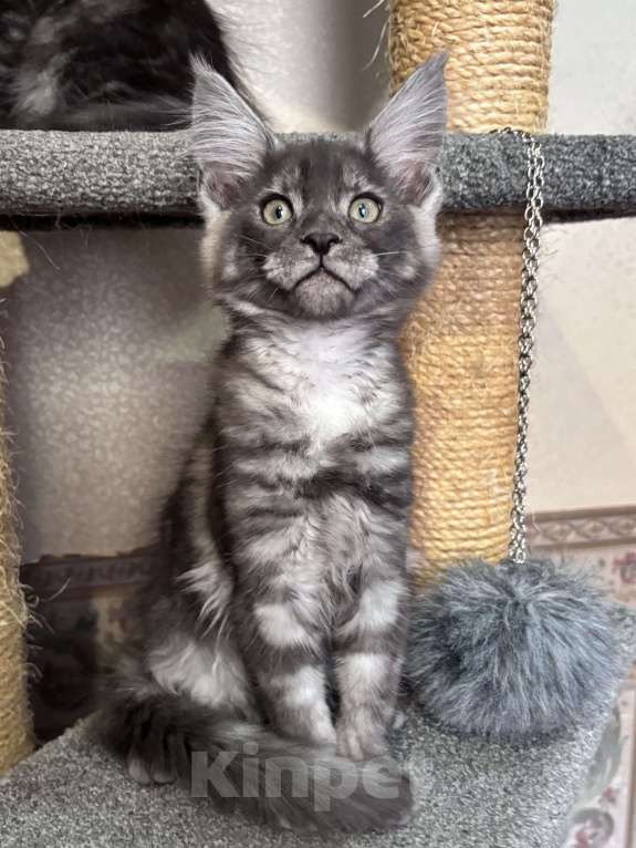 Кошки в Петергофе: Девочки близняшки Девочка, 40 000 руб. - фото 4