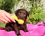 Собаки в Москве: Щенок лабрадора шоколадный РКФ  Девочка, Бесплатно - фото 4
