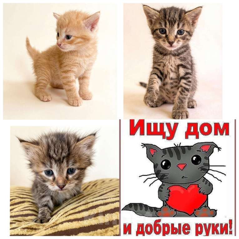 Кошки в Москве: Три комочка счастья ищут дом! Разнополые, Бесплатно - фото 1
