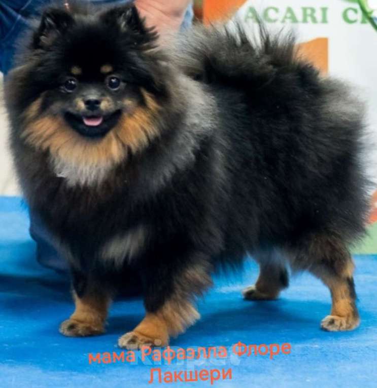 Собаки в Дзержинском: Щенок малого немецкого шпица Мальчик, 37 000 руб. - фото 4