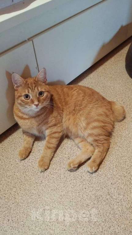 Кошки в Выборге: Милый рыжий котик в дар, 11 мес. Мальчик, Бесплатно - фото 1