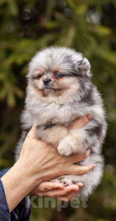 Собаки в Москве: ПОМЕРАНСКИЙ ШПИЦ Девочка, 85 000 руб. - фото 2