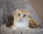 Кошки в Москве: Кошка Орнела ищет дом Девочка, Бесплатно - фото 7