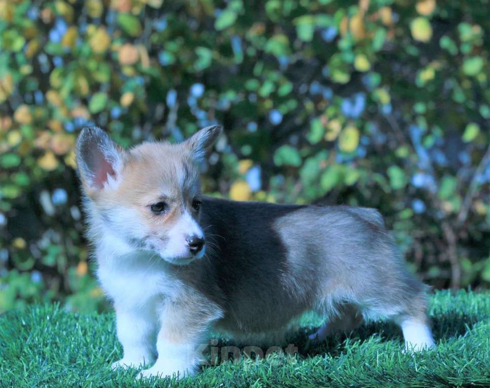 Собаки в Москве: вельш корги пемброк Девочка, 80 000 руб. - фото 5