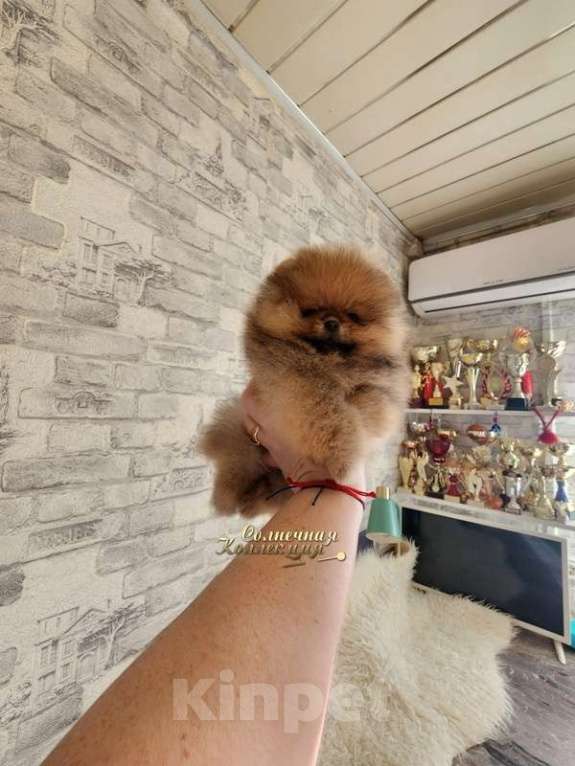 Собаки в Москве: Шпиц померанский мини мальчик Ркф Мальчик, Бесплатно - фото 2