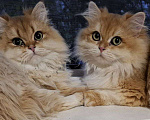 Кошки в других городах Московской области: Британские длинношерстные котята Мальчик, 50 000 руб. - фото 10