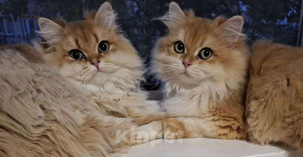 Кошки в других городах Московской области: Британские длинношерстные котята Мальчик, 50 000 руб. - фото 10