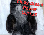 Кошки в Санкт-Петербурге: Chilly Diesel Power черный мейн-кун Девочка, 110 000 руб. - фото 4