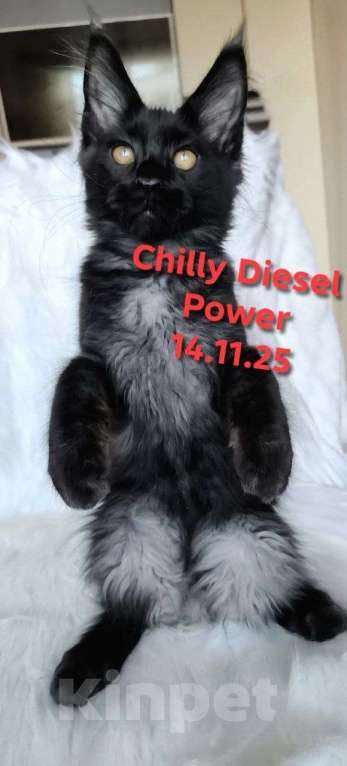 Кошки в Санкт-Петербурге: Chilly Diesel Power черный мейн-кун Девочка, 110 000 руб. - фото 4