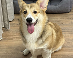 Собаки в Барнауле: Вельш корги пемброк, щенок Мальчик, 20 000 руб. - фото 4