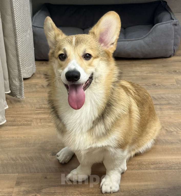 Собаки в Барнауле: Вельш корги пемброк, щенок Мальчик, 20 000 руб. - фото 4