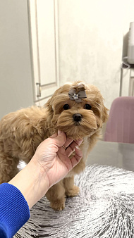 Девочка мальтипу f1 Мишани стар Флаффи