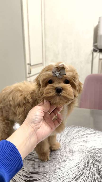 Собаки в Москве: Девочка мальтипу f1 Мишани стар Флаффи Девочка, 230 000 руб. - фото 1