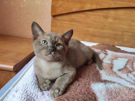 Котёнок Европейская бурма