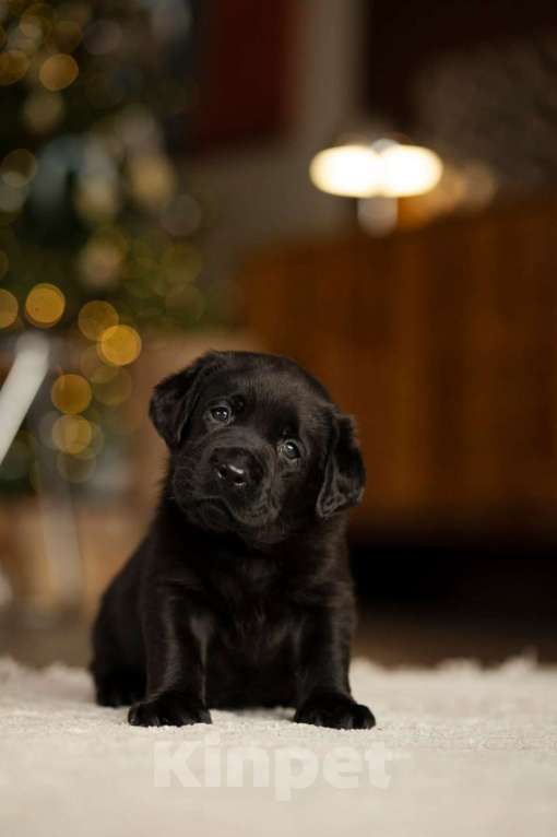 Собаки в Санкт-Петербурге: IRISLAV COPYRIGHT Мальчик, 140 000 руб. - фото 2