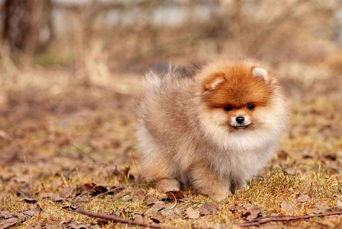 Щенок померанского шпица