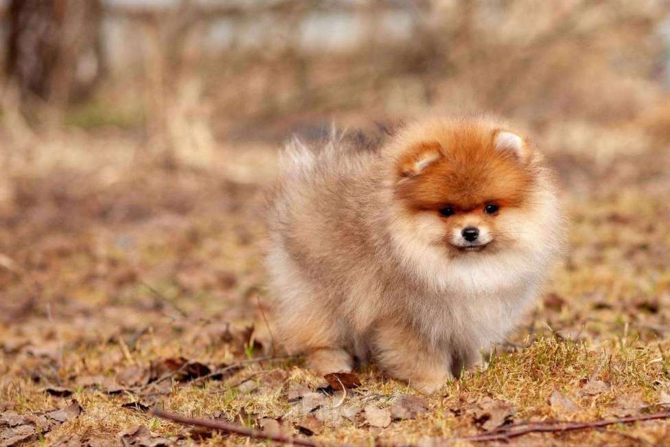 Собаки в других городах Московской области: Щенок померанского шпица Мальчик, 35 000 руб. - фото 1