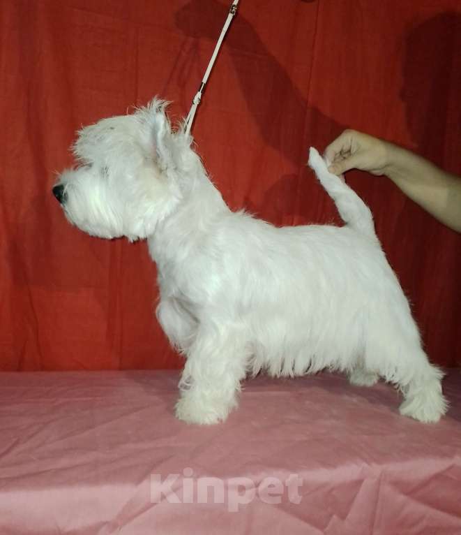 Собаки в Краснодаре: Белоснежное очарование Девочка, 65 000 руб. - фото 3