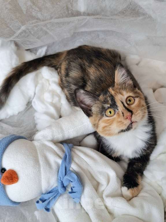 Кошки в Москве: Котёнок с капелькой на носу в поисках хозяев  Девочка, Бесплатно - фото 5