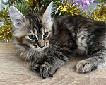 Кошки в Лянторе: Котятки мейн кун!!! Новогодние цены)), 10 000 руб. - фото 10