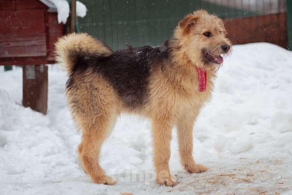 Собаки в Москве: щенок Арчи в добрые руки Мальчик, Бесплатно - фото 3