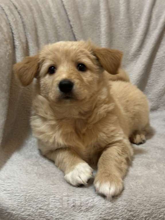 Собаки в Москве: Щенки от маленькой белой собачки в дар Девочка, 1 руб. - фото 3