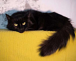 Кошки в Москве: Ваша домашняя драгоценность, молодой черный котик Агат в добрые руки Мальчик, 10 руб. - фото 4