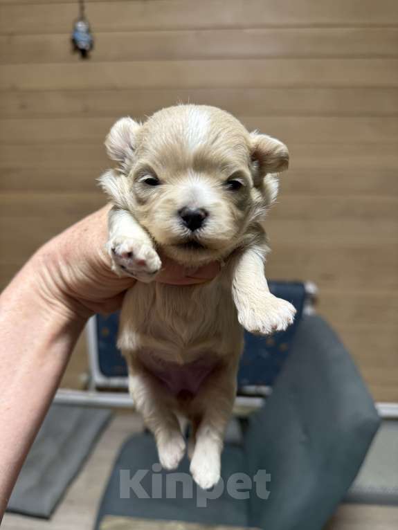 Собаки в Новосибирске: Щенки мальтипу f1 доставка Девочка, 150 000 руб. - фото 1