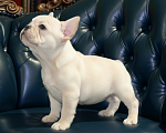 Собаки в Москве: Французский бульдог щенок  девочка платина Девочка, Бесплатно - фото 1