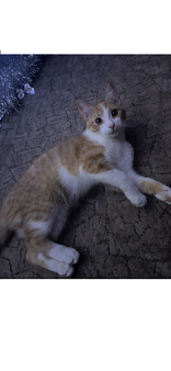 ‼️Срочно котенок в добрые руки‼️