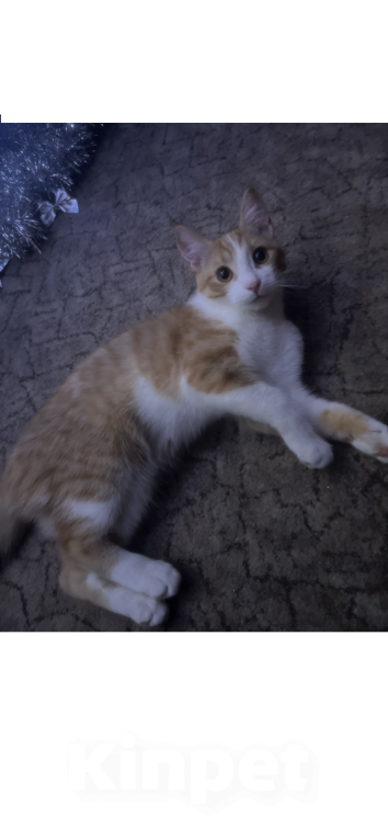 Кошки в Краснодаре: ‼️Срочно котенок в добрые руки‼️ Мальчик, Бесплатно - фото 1