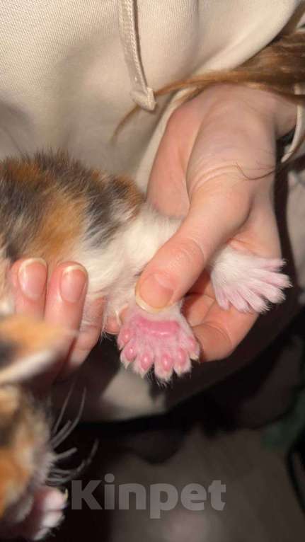 Кошки в Екатеринбурге: мейн-кун полидакт Девочка, 40 000 руб. - фото 2