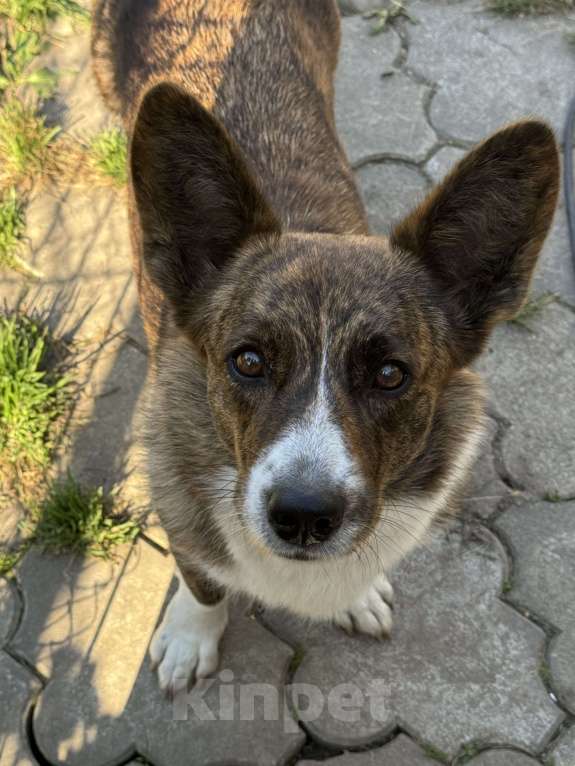 Собаки в Нижнем Новгороде: Пропала собака Девочка, Бесплатно - фото 1