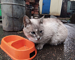 Кошки в других городах Московской области: Кошечка сиамская голубоглазая Девочка, Бесплатно - фото 1