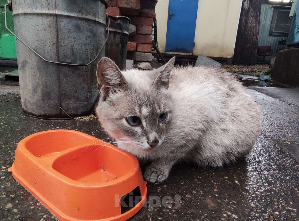 Кошки в других городах Московской области: Кошечка сиамская голубоглазая Девочка, Бесплатно - фото 1