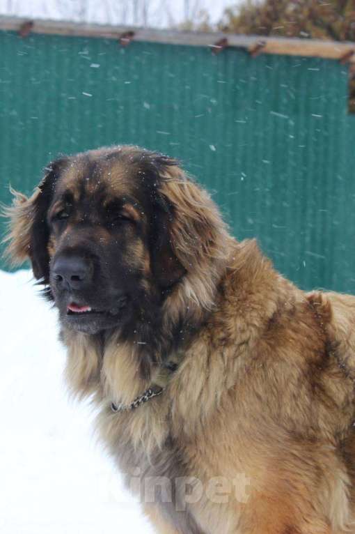 Собаки в других городах Московской области: Ария Прайд Дарина Девочка, 140 000 руб. - фото 5