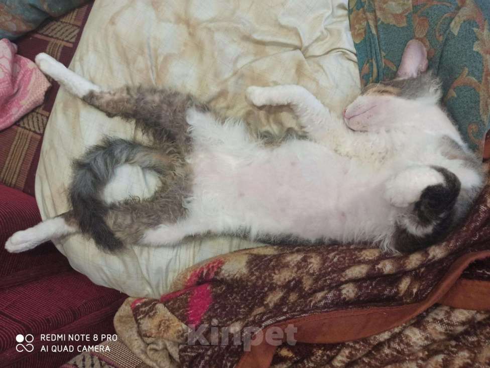 Кошки в Ачинске: Донской сфинкс продам, 100 руб. - фото 1
