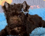 Собаки в Челябинске: Шоколадный йорк Мальчик, Бесплатно - фото 2