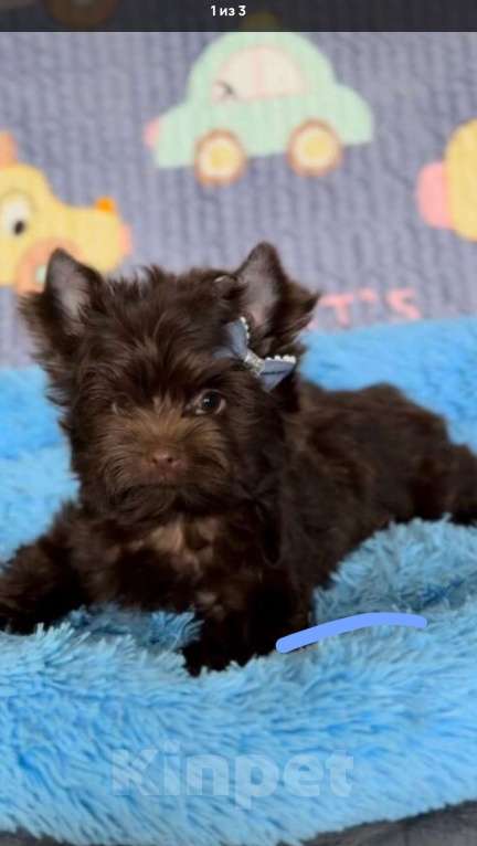 Собаки в Челябинске: Шоколадный йорк Мальчик, Бесплатно - фото 2