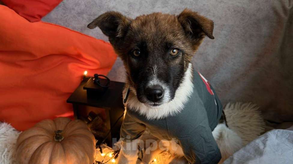 Собаки в Санкт-Петербурге: Щенок Чип Мальчик, Бесплатно - фото 1