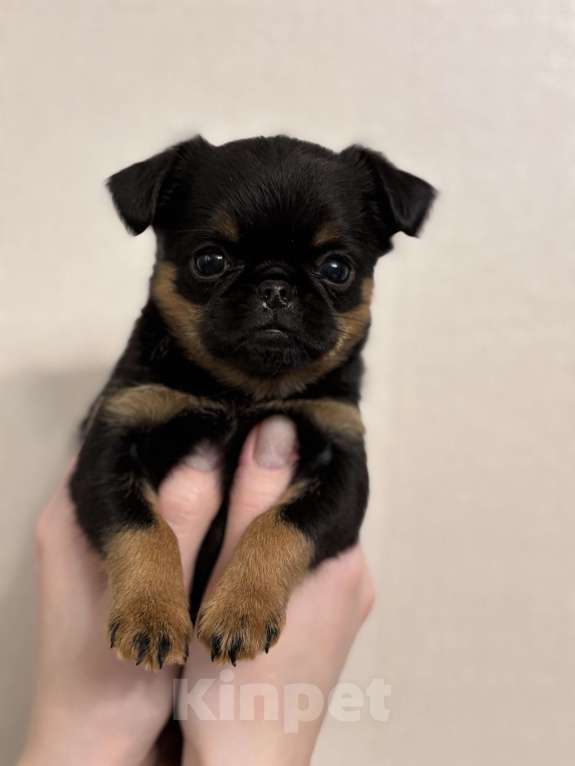 Собаки в Москве: Девочка пти брабансон Девочка, 80 руб. - фото 6