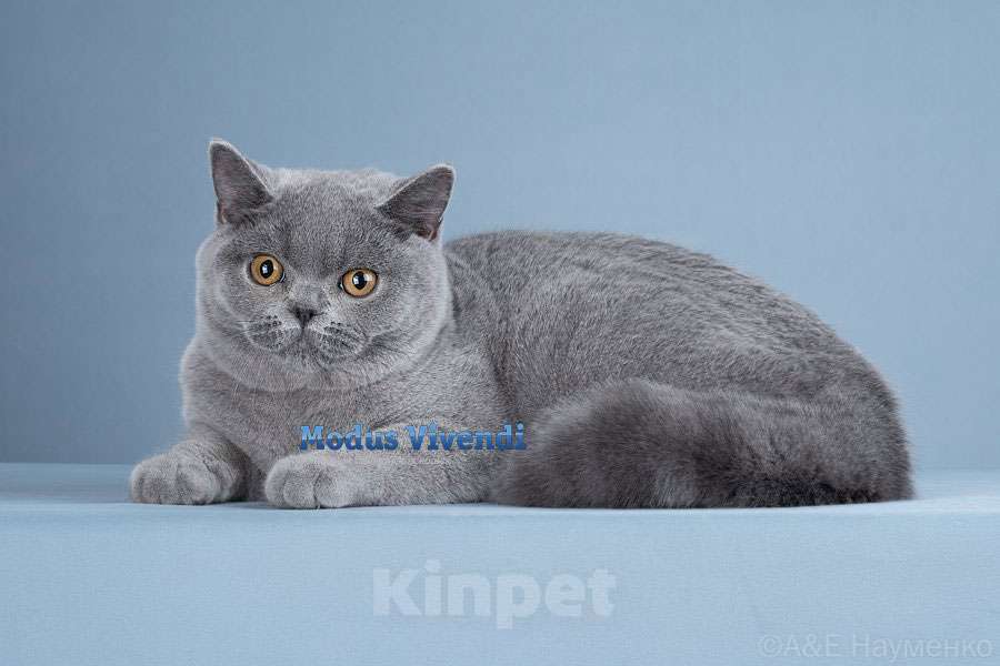 Кошки в других городах Московской области: Шикарный британский малыш Мальчик, 50 000 руб. - фото 2