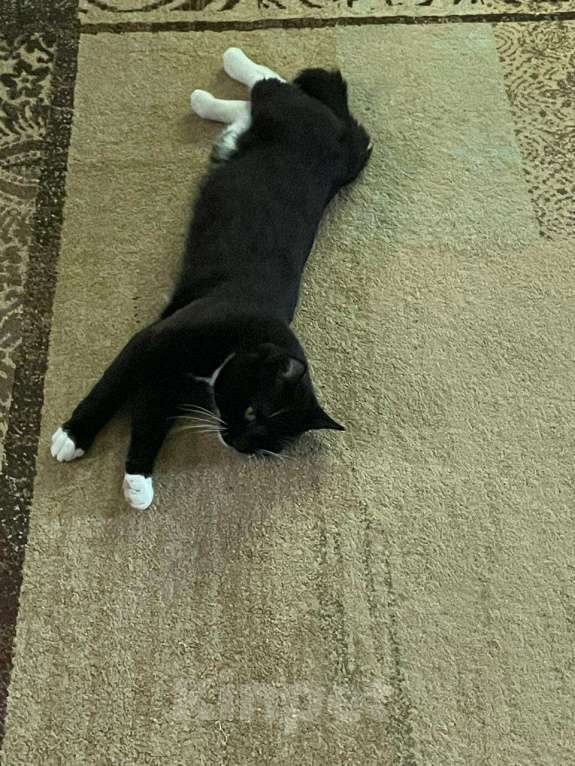 Кошки в Екатеринбурге: Отдам в добрые руки прекрасного кота по имени Бантик Мальчик, Бесплатно - фото 2