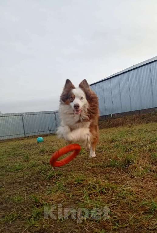 Собаки в Санкт-Петербурге: Австралийская овчарка аусси в дар Мальчик, Бесплатно - фото 3