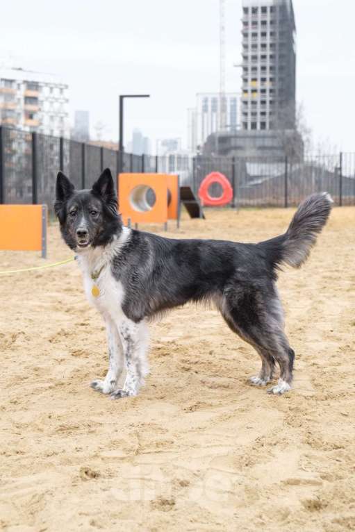 Собаки в Москве: Дважды бывшедомашняя метис бордер-колли Асти Девочка, Бесплатно - фото 3
